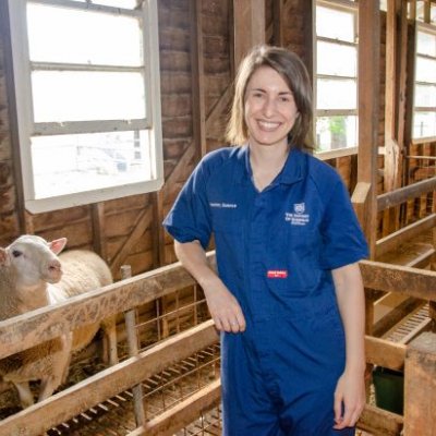 Researcher standing in timber shearing shed with sheep in background. Image, UQ
